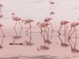 Flamingoer i det lavvandede område ved Walvis Bay, Namibia