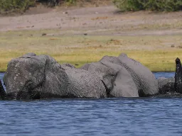 Elfanterne elsker at bade