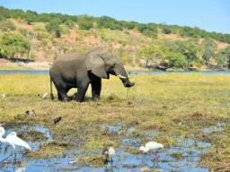 Elefant omgivet af kohejrer og vadefugle Elefant omgivet af kohejrer og vadefugle