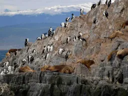 Søløver og skarver på klipperne i Beaglekanalen nær Ushuaia