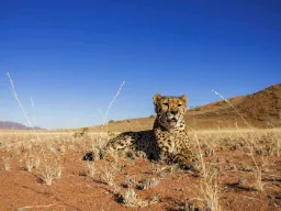 Geparden er verdens hurtigste landdyr og kan nå hastigheder på op til 120 km/t
