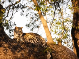 Leoparden er den af de store katte, der er mest udbredt