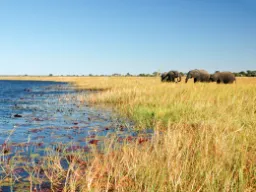 Elefanter bruger ca. 16 timer dagligt på at indtage føde