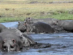 Om dagen kan de bedst lide at være i vandet