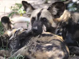 Vilde hunde slapper af sammen Vilde hunde slapper af sammen