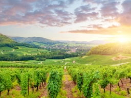 Panorama-udsigt over vinmarker i Bourgogne
