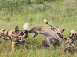 Hyæne og vilde hunde i kamp om maden - hyænen kæmper siddende for eller bliver den bidt bagi Hyæne og vilde hunde i kamp om maden - hyænen kæmper siddende for eller bliver den bidt bagi