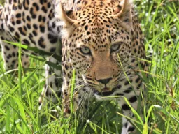 Leoparden poserer Leoparden poserer