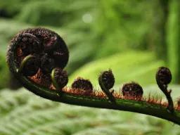 Sølvbregnen er et nationalt symbol for New Zealand Sølvbregnen er et nationalt symbol for New Zealand