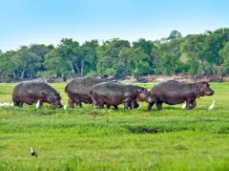 Flodheste på land omgivet af hvide kohejrer