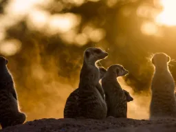 Surikaterne er altid på vagt