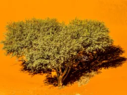 Ensomt træ kaster en markant skygge i den orange ørken i Sossusvlei Ensomt træ kaster en markant skygge i den orange ørken i Sossusvlei
