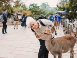 Hjortene er tamme og går frit omkring i Nara park