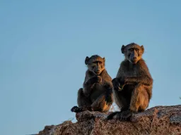 Bavianer ved Augrabies Falls holder udkik