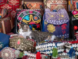 En af Istanbuls mange elskede katte nyder roen midt i basaren