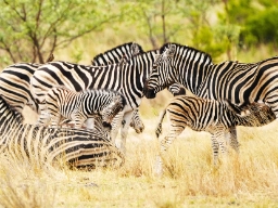 Zebraerne dier