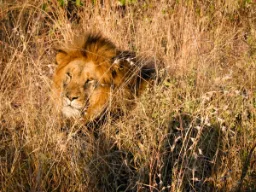 Hanløven hviler sig – dens brøl kan høres 8 km væk Hanløven hviler sig – dens brøl kan høres 8 km væk