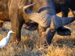 Afrikanske bøfler og kohejrer lever i symbiose: bøflen skræmmer insekter op, som hejren spiser, og hejren fjerner også parasitter fra bøflen