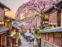 Blomstrende kirsebærtræ I Kyoto