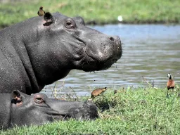 Flodheste hviler ved floden, mens oksehakkere fjerner insekter fra deres hud
