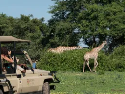 En giraf spiser dagligt ca.35 kg blade, skud og frugt - foretrækker akacietræer En giraf spiser dagligt ca.35 kg blade, skud og frugt - foretrækker akacietræer