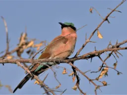 Fuglelivet er rigt - her en Karmin bi-æder Fuglelivet er rigt - her en Karmin bi-æder
