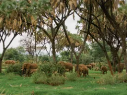 Stor flok elefanter i foretrukne omgivelser Stor flok elefanter i foretrukne omgivelser