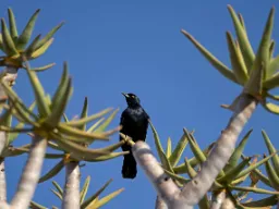 Fugl i quiver-træet Fugl i quiver-træet