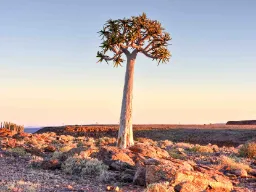 Quiver Tree eller Kokertræ er faktisk ikke et træ, men en art kæmpe-aloe