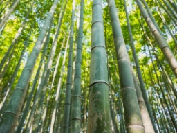 Bambus-skov i kyoto