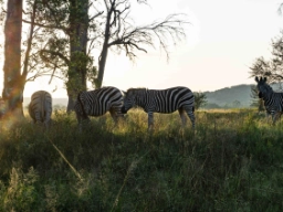 Zebra_Ranger_camp_zebras_001_XX