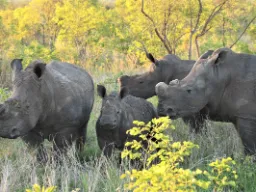 For at mindske krybskytteriet får næsehornene ofte fjernet deres horn For at mindske krybskytteriet får næsehornene ofte fjernet deres horn