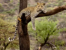 Leoparden slapper af, men når den er hurtigst, kan den løbe op til 60 km/t Leoparden slapper af, men når den er hurtigst, kan den løbe op til 60 km/t