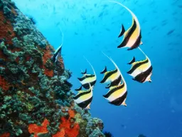 Seychellernes koralrev summer af liv med fisk i alle farver