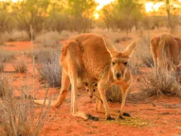 Kænguruens unge er kun 2 cm ved fødslen og bliver i pungen til den er stor nok