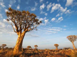 Majestætiske Quiver-trees i Namibia Majestætiske Quiver-trees i Namibia