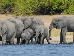 Elefantkalvene vejer 90-120 kg ved fødslen og er ca 1 meter høje