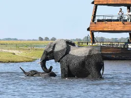 Kalvene skal også lære at bade