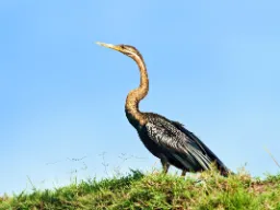 Den afrikanske slanghalsfugl lever ved søer og floder, hvor den fanger fisk med sit spidse næb. Den lange hals giver den navnet "slanghals"