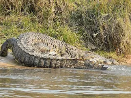 Krokodille på vej i vandet