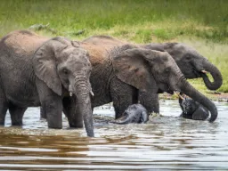 Elefanter med kalve bader og slukker tørst Elefanter med kalve bader og slukker tørst