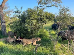 Hunløve sørger for madro Hunløve sørger for madro