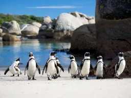 Pingvinerne poserer på Bolders Beach