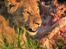 Løve midt i maden Løve midt i maden