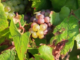 Druer i Chablis