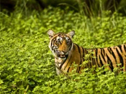 Af de store katte varierer tigeren mest i størrelse - fra 65 til 320 kg