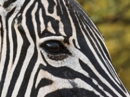 Zebraen ser godt i svagt lys og har et næsten 140 graders synsfelt