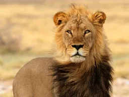 Hanløven lever typisk 8 - 12 år