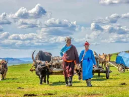 Mongolske nomader med oksetrukne vogne på stepperne