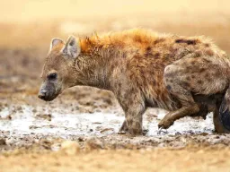 Hyænerne lever i store, komplekse klaner med en stærk social struktur